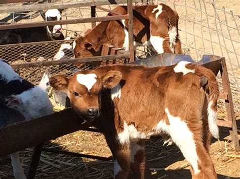 Jan 18, 2024 12 VERY nice Holstein bottle calves. . Calves for sale craigslist